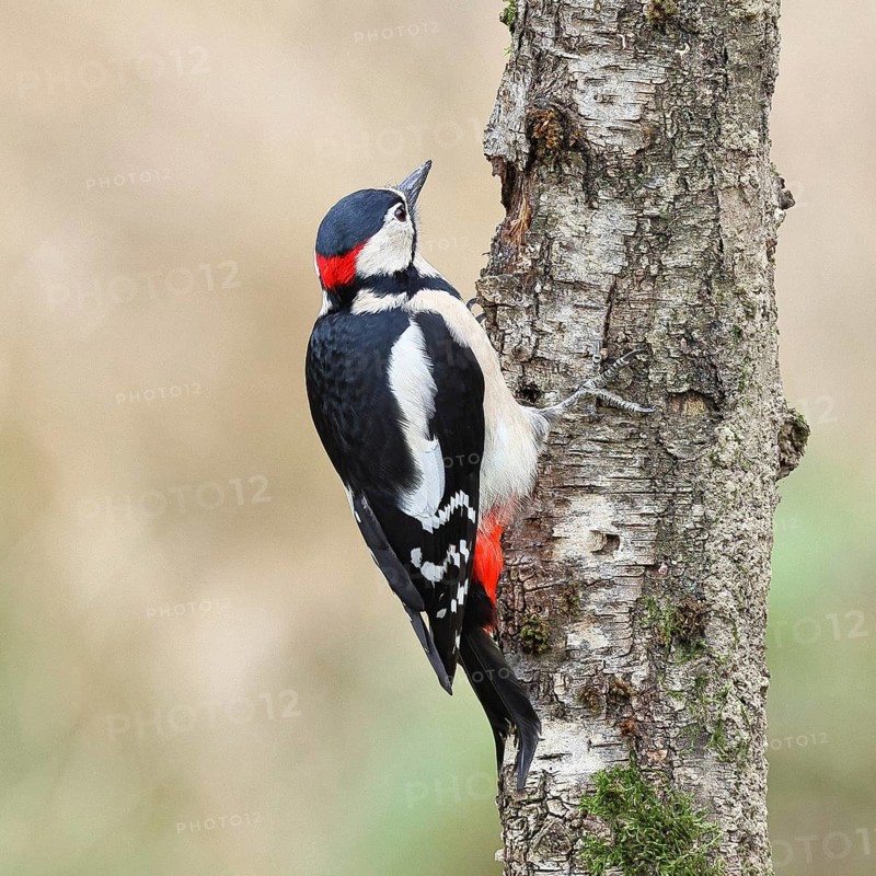 Great spotted woodpecker (Dendrocopos major) male foraging on the trunk of a grey birch (Betula populifolia), showing the red neck, Animals, Birds, Woodpeckers, Wilnsdorf, North Rhine-Westphalia, Germany