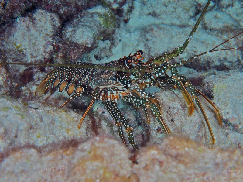 A crayfish with a striking pattern, guinea chick crayfish (Panulirus guttatus), on the seabed. Dive site John Pennekamp Coral Reef State Park, Key Largo, Florida Keys, Florida, USA