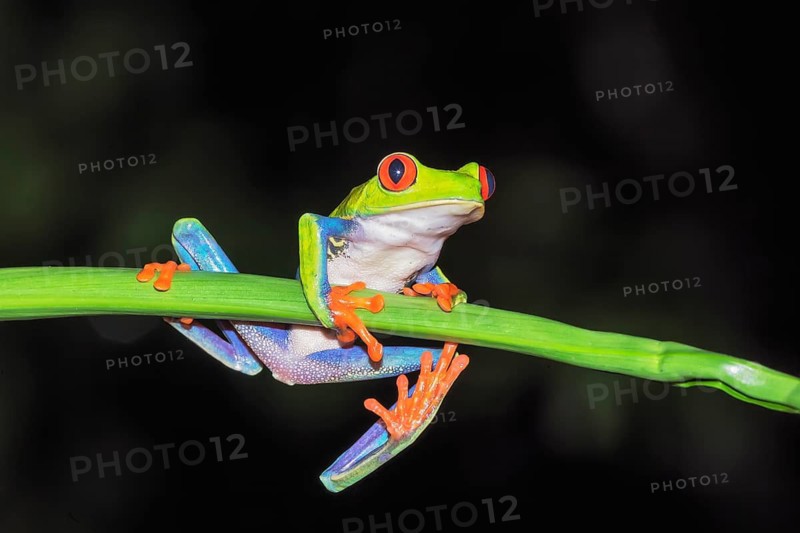 Red eyed tree frog (Agalychins callydrias) on green stem, Sarapiqui, Costa Rica