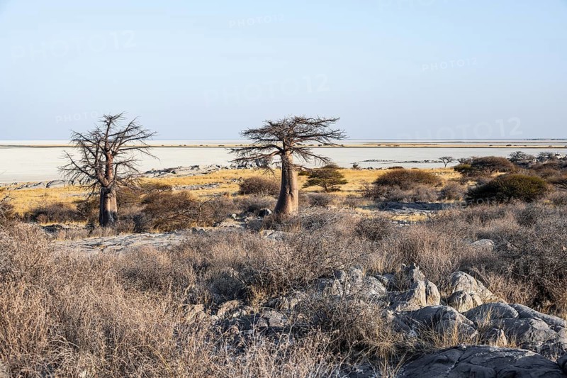 African baobab or baobab tree (Adansonia digitata), arid landscape, Kubu Island (Lekubu), Sowa Pan, Makgadikgadi salt pans, Botswana