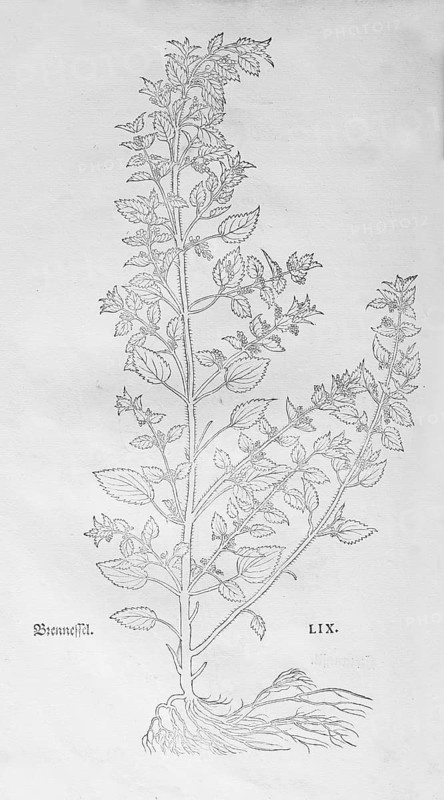 Annual nettle (Urtica urens), woodcut by Leonhart Fuchs, from New Kreüterbuch, neues Kräuterbuch, Michael Isingrin, Basel, Switzerland, 1543