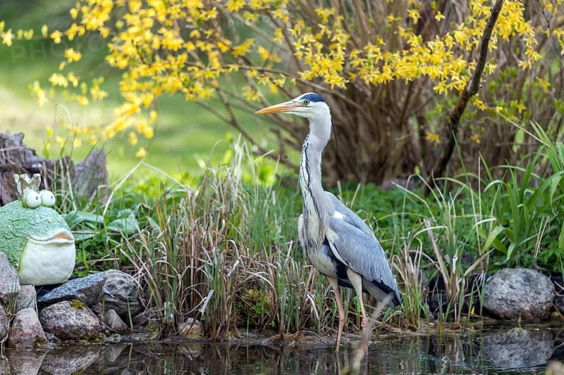Graureiher jagt im Gartenteich