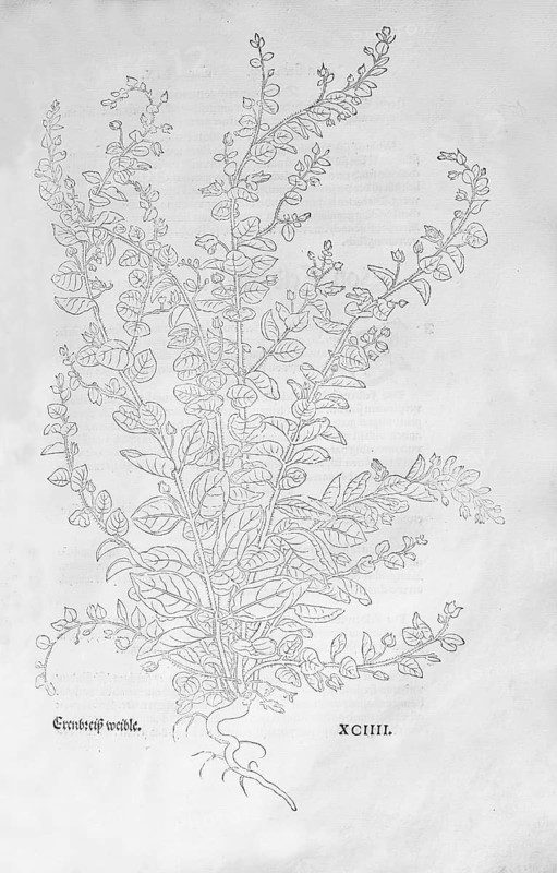 Oath-leaved snakeweed, toadflax, toadflax (Kickxia spuria), woodcut by Leonhart Fuchs, from New Kreüterbuch, neues Kräuterbuch, Michael Isingrin, Basel, Switzerland, 1543