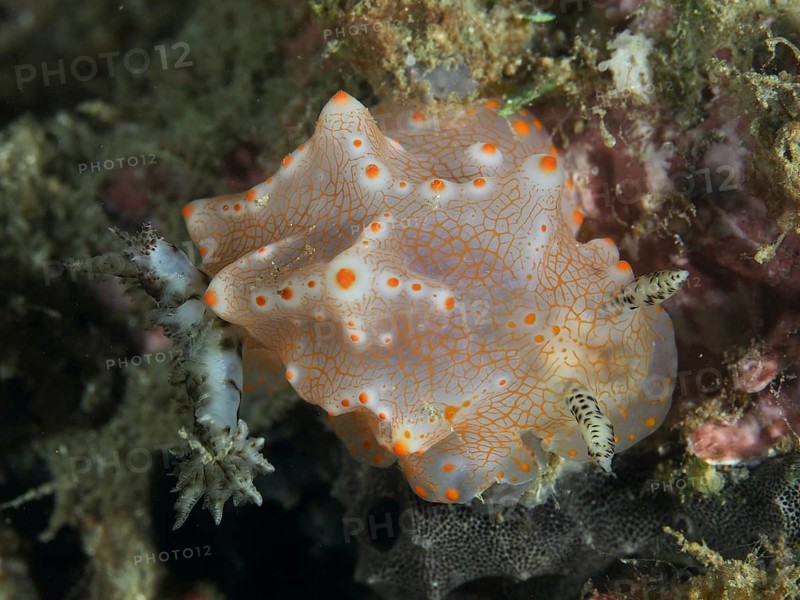 A patterned nudibranch with orange dots, Batangas Halgerda (Halgerda batangas), in an underwater environment, dive site Twin Reef, Penyapangan, Bali, Indonesia