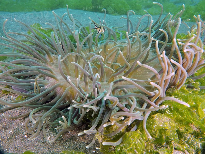 Long tentacles of a green sea anemone, corkscrew anemone (Macrodactyla doreensis), in the midst of underwater plants, dive site Secret Bay, Gilimanuk, Bali, Indonesia