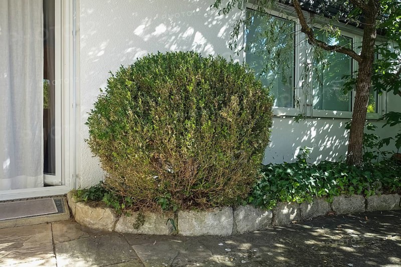 Common boxwood (Buxus sempervirens), box tree moth control, pest infestation, feeding traces, garden, Germany