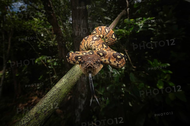 A Madagascar boa of the genus Sanzinia volontani in the lowland rainforests of north-east Madagascar