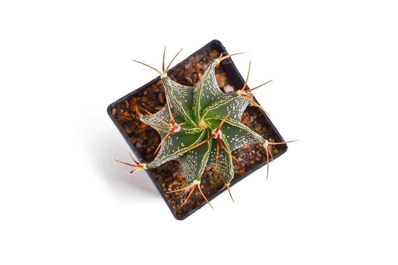 Top view of small Bishop's Cap 'Astrophytum Ornatum' cactus plant in flower pot on white background