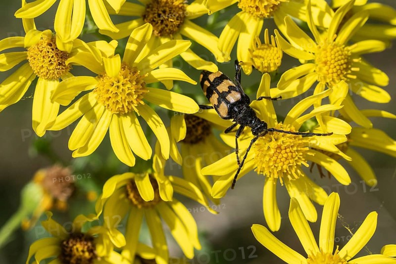 Leptura annularis (Leptura annularis) on ragwort (Jacobaea vulgaris), Emsland, Lower Saxony, Germany