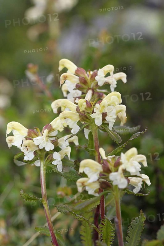 Lapland lousewort (Pedicularis lapponica) flowers in the tundra, Lapland, Norway, Scandinavia