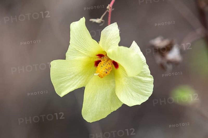 Gossypium herbaceum (Gossypium), San Cristobal, Galapagos, Ecuador