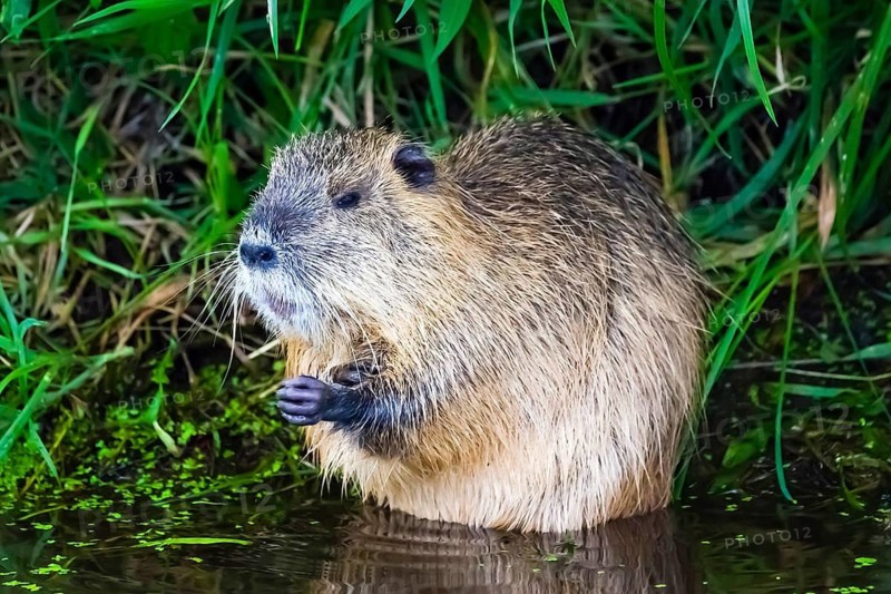 Germany, Spreewald, beaver, swamp beaver, nutria, nutria (Myocastor coypus), Lübbenau, Spreewald, Federal Republic of Germany
