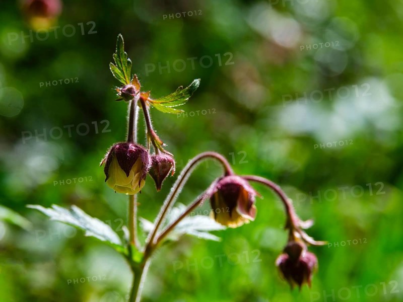 Brooklime (Geum rivale), Bischofswiesen, Berchtesgadener Land, Bavaria, Germany