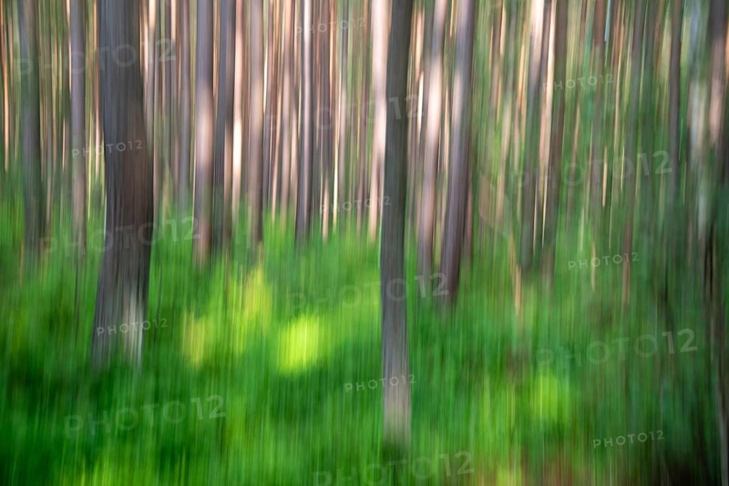 Pine forest in the Darßwald in motion blur, Prerow, Mecklenburg-Vorpommern, Germany