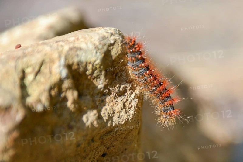 Caterpillar of the golden-haired bark owl (Acronicta auricoma), seen in the Deferegger Alps at 1700 m altitude, East Tyrol, Austria