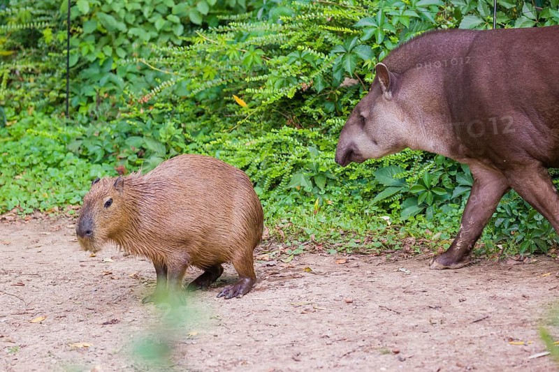 A South American tapir (Tapirus terrestris) and a Capybara (Hydrochoerus hydrochaeris) share the habitat