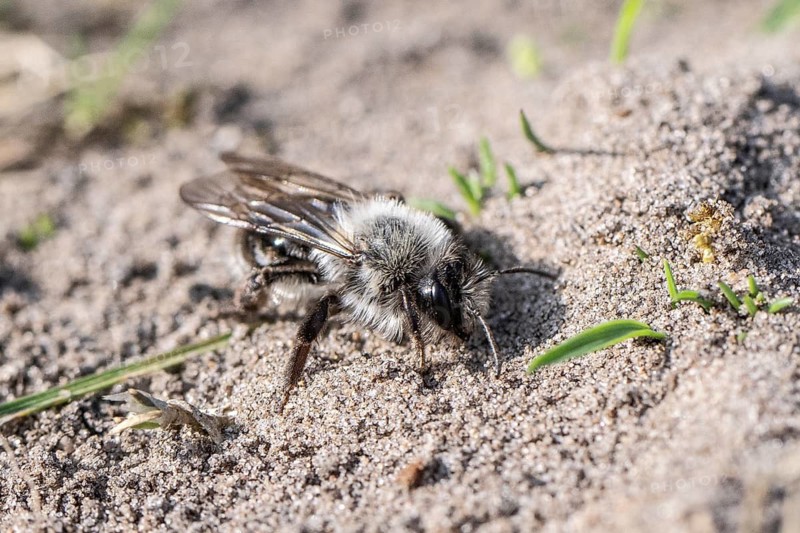 Ashy Mining Bee (Andrena cineraria), Emsland, Lower Saxony, Germany