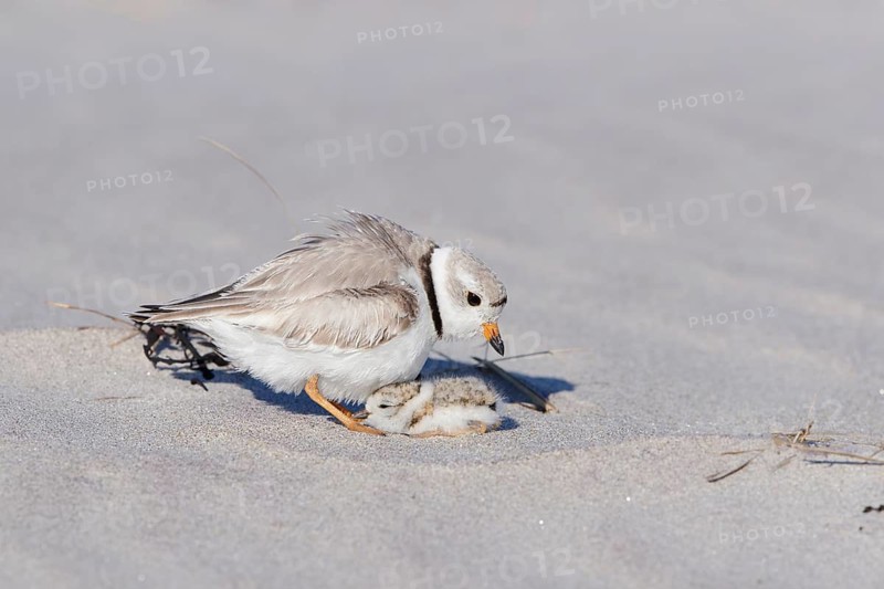 Piping Plovers : Ipswich, MA