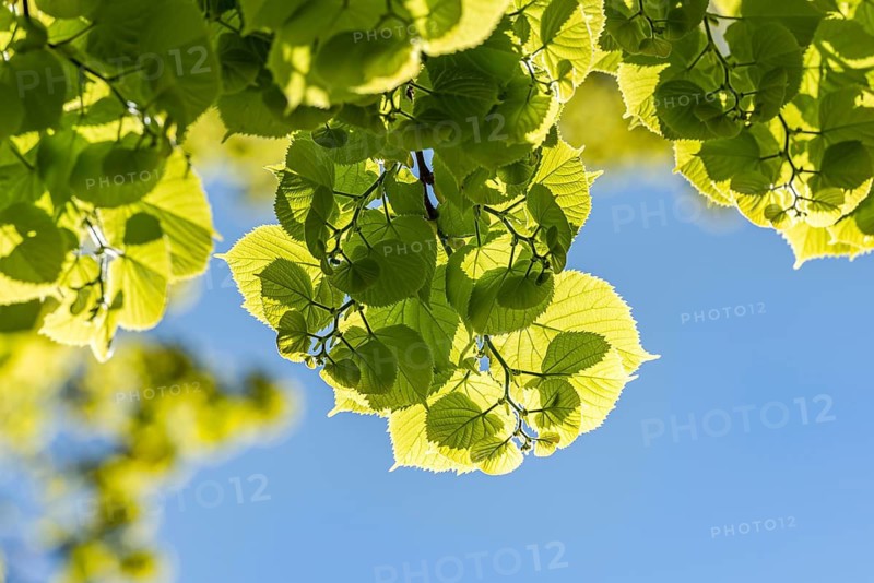 Summer lime tree (Tilia platyphyllos), Schwielochsee, Germany