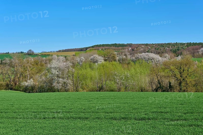 Wide green meadows with blossoming cherry trees and clear blue sky, Pflaumheim, Großostheim, Bavaria, Germany