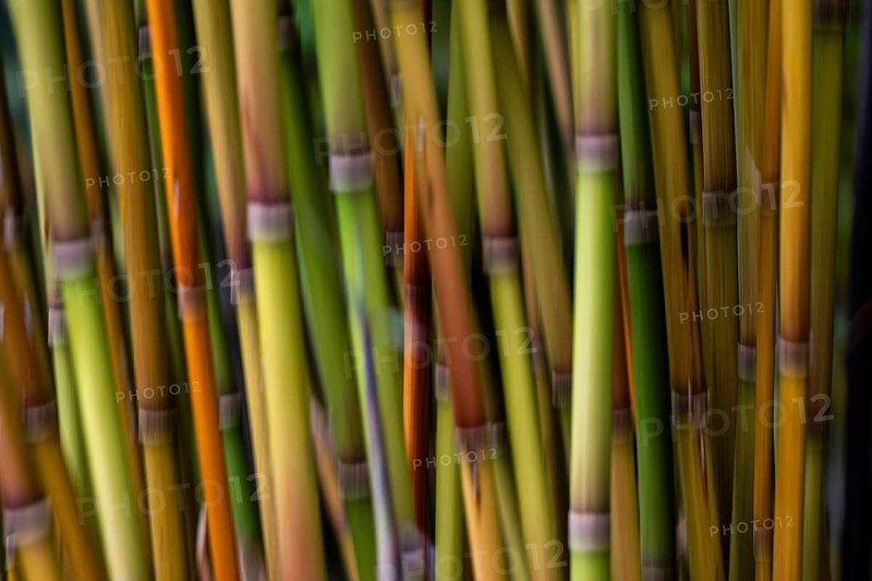 Bamboo stalks (Bambusoideae), wiping picture, Inverewe Gardens, Poolewe, Loch Ewe, Highlands, Highlands, Scotland, Great Britain