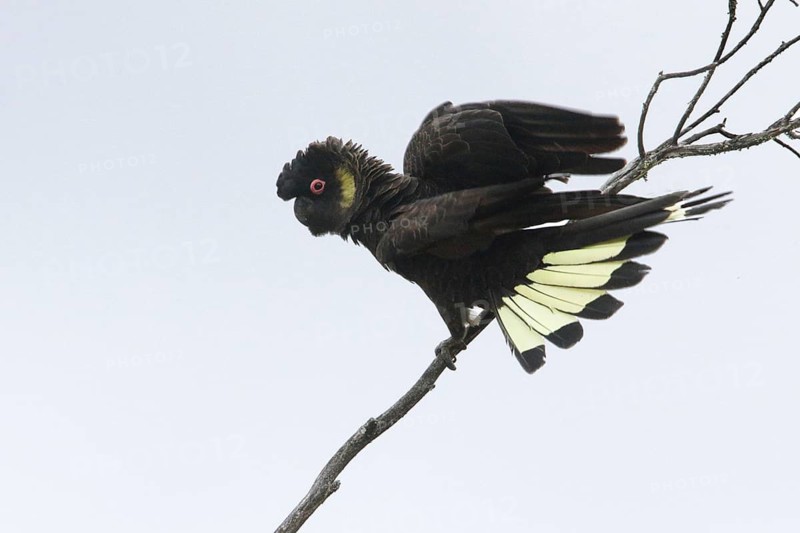 Yellow-tailed Black Cockatoo (Calyptorhynchus funereus) male displaying, Victoria, Australia