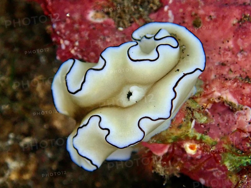 White nudibranch with blue fringed edges, Black-margined Glossodoris (Doriprismatica atromarginata), on pink background, dive site USAT Liberty, Tulamben, Bali, Indonesia