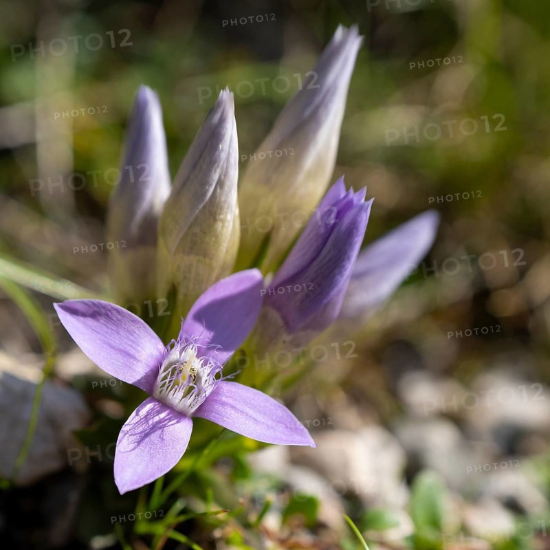 Chiltern gentian (Gentianella germanica) on rocky ground, Karwendel Mountains, Mittenwald, Werdenfelser Land, Upper Bavaria, Bavaria, Germany