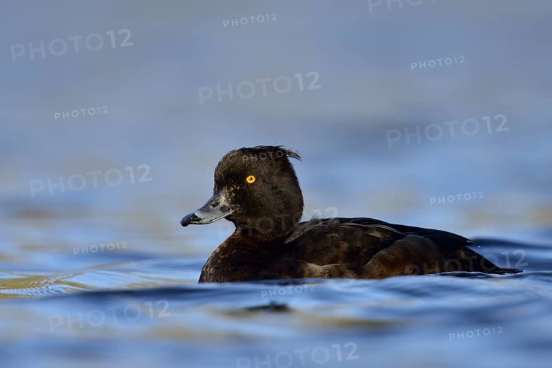Tufted Duck (Aythya fuligula) female, North Rhine-Westphalia, Germany