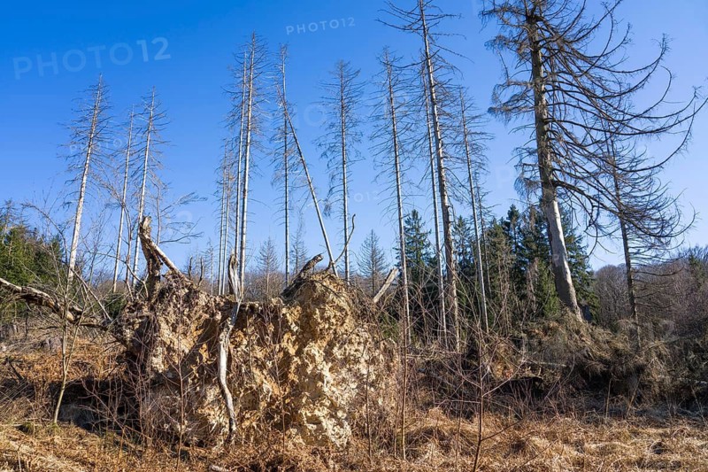 Dead Spruce (Picea abies) trees, Primeval forest Urwald Sababurg, Hofgeismar, Weser Uplands, Weserbergland, Hesse, Germany