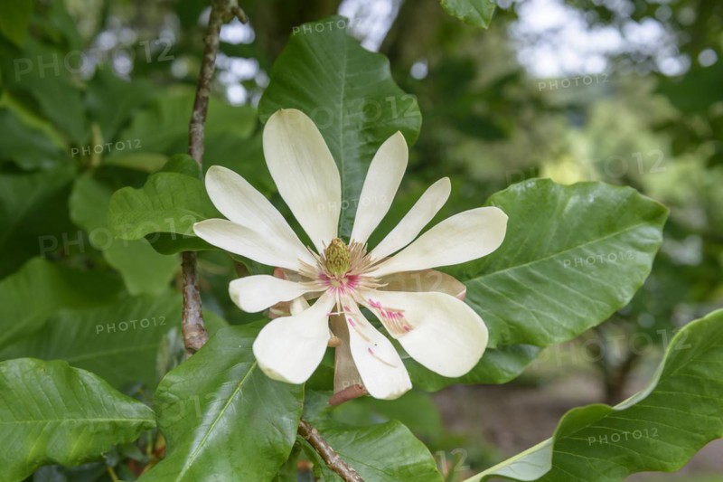 Large-leaf magnolia (Magnolia tripetala), Lanhydrock House & Garden, Bodmin, England, Great Britain