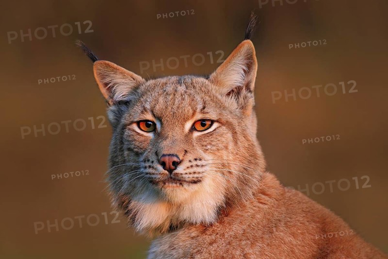 Wildlife scene with wild cat from Europe. Wild cat Lynx in the nature forest habitat. Close-up Eurasian Lynx in the forest, hidden in the grass. Detail portrait of lynx, with beautiful evening light