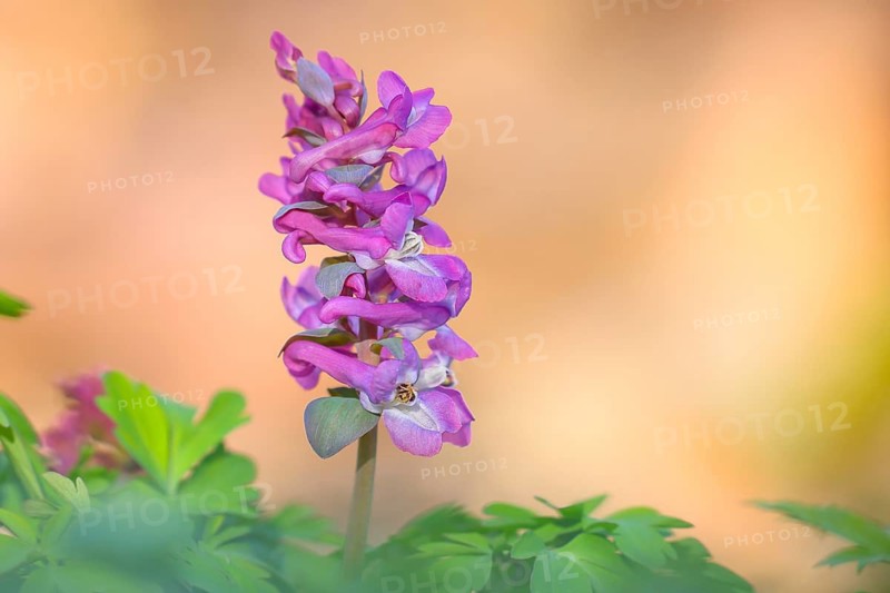 Hollow larkspur (Corydalis cava), flowering, Siegerland, North Rhine-Westphalia, Germany