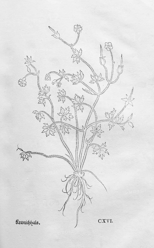 Geranium dissectum (Geranium dissectium), woodcut by Leonhart Fuchs, from New Kreüterbuch, neues Kräuterbuch, Michael Isingrin, Basel, Switzerland, 1543