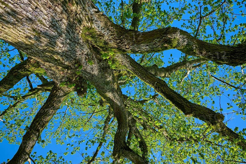 Photograph of a large tree with spreading branches and green leaves against a blue sky in spring, Freiensteinau, Vogelsberg, Hesse, Germany