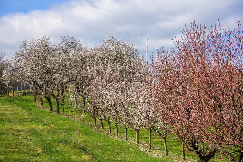 Peach and apricot trees in bloom, Paudorf, Lower Austria, Austria