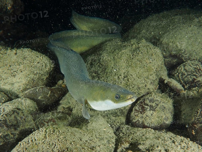 A European eel (Anguilla anguilla) swimming at night in a rocky, sandy underwater environment, dive site Zollbrücke, Rheinau, Canton Zurich, Rhine, High Rhine, Switzerland, Germany