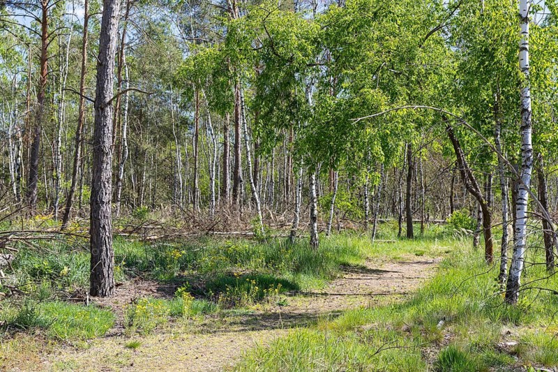Forest trail Heidepfad through the Gohrischer Heide near Gröditz, Saxony, Germany