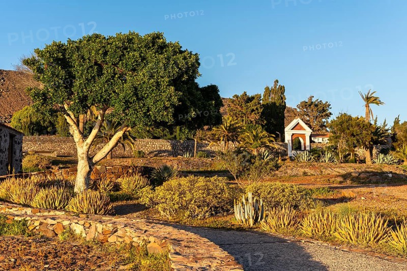 At the historical landmark Era de las Trincheras next to the cemetery of Playa de Santiago at the golden hour. A path and a laurel tree. Playa de Santiago, La Gomera, Canary Islands, Spain