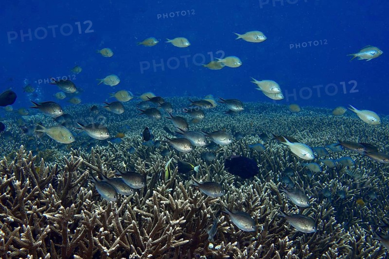 School of Ternate Swallowtails (Chromis ternatensis) over coral reef in deep blue water, dive site SD, Nusa Ceningan, Nusa Penida, Bali, Indonesia