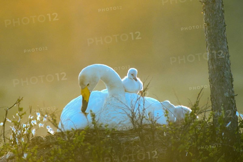 Whooper swan. Cygnus cygnus. Whooper swan at nest with a new born cygnet on its back. Kuusamo area. Finland