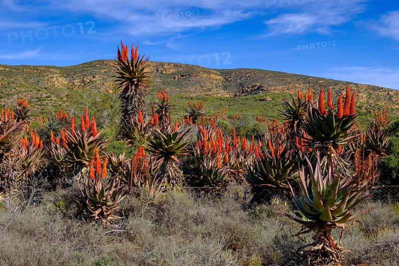 Desert, Little Karoo with blooming Aloe Ferox, landscape at the Huisrivier Pass, through the Little Karoo, Route 62, Western Cape, Western Cape, South Africa
