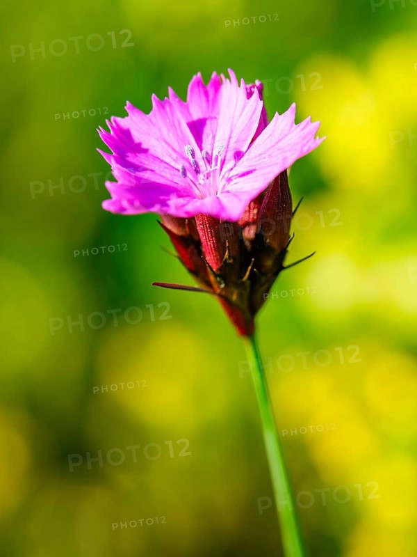 Carthusian carnation (Dianthus carthusianorum agg.), Bischofswiesen, Berchtesgadener Land, Upper Bavaria, Bavaria, Germany