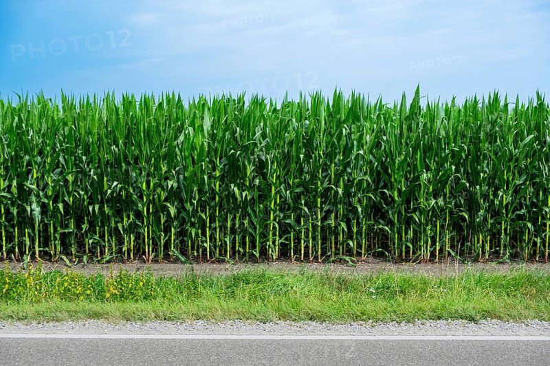 Corn field on a road near Uffenheim, Bavaria, Germany