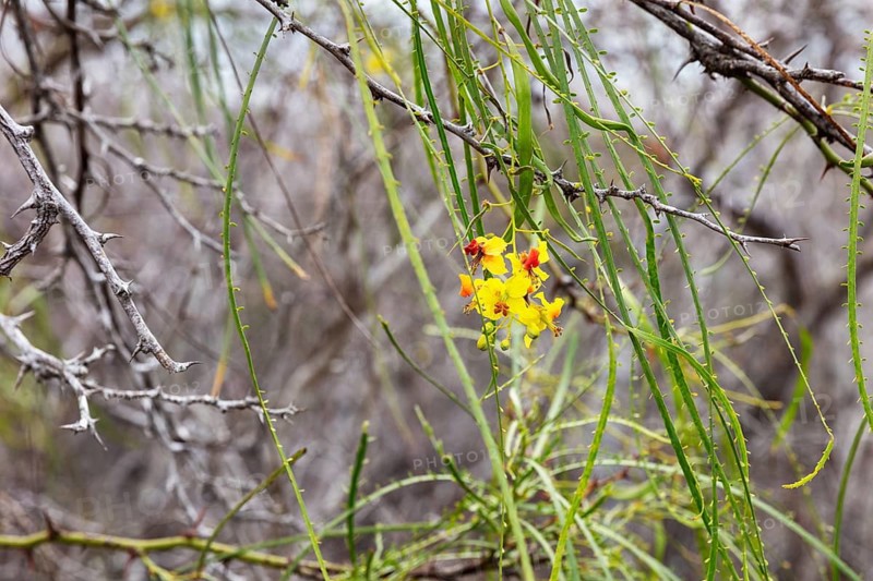 Jerusalemsdorn (Parkinsonia aculeata), San Cristobal, Galapagos, Ecuador