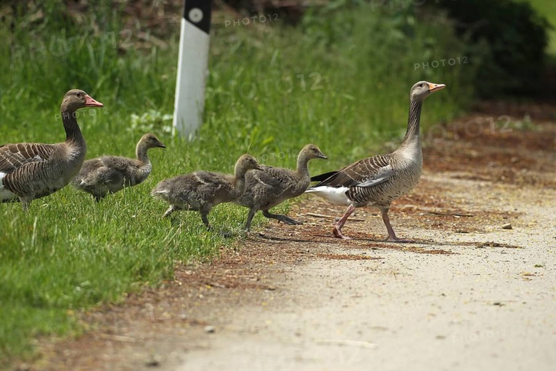 Greylag goose (Anser anser) adults with young in the goose march, Allgäu, Bavaria, Germany, Allgäu, Bavaria, Germany