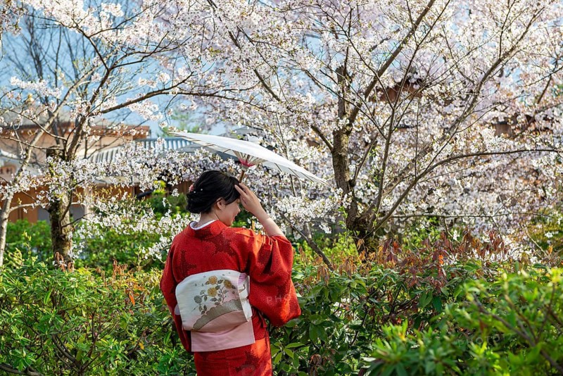 Japanese woman wearing red kimono with parasol in front of cherry blossoms, in the evening light, Higashiyama, Kyoto, Japan