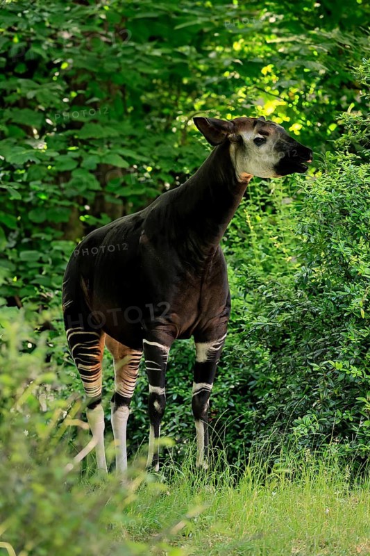 Okapi (Okapia johnstoni), adult, foraging, captive
