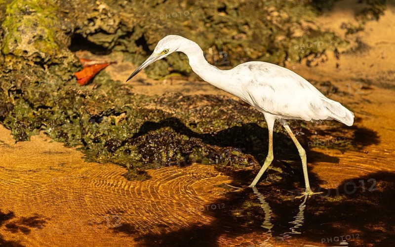 Juveniler Blaureiher (Ardea herodias) am Rio San Carlos