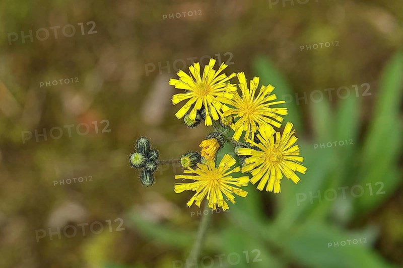 Hieracium lachenalii (Hieracium lachenalii), flowering in a rough meadow, Wilnsdorf, North Rhine-Westphalia, Germany